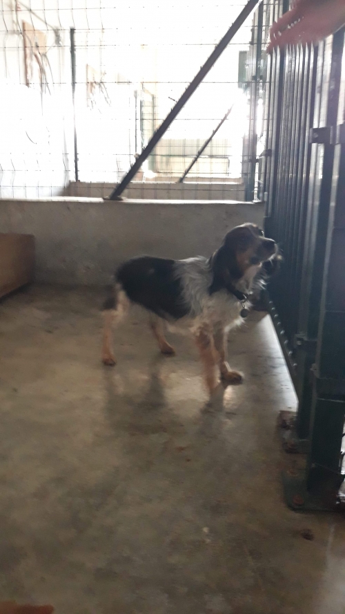 სპანიელის მეტისი მერი