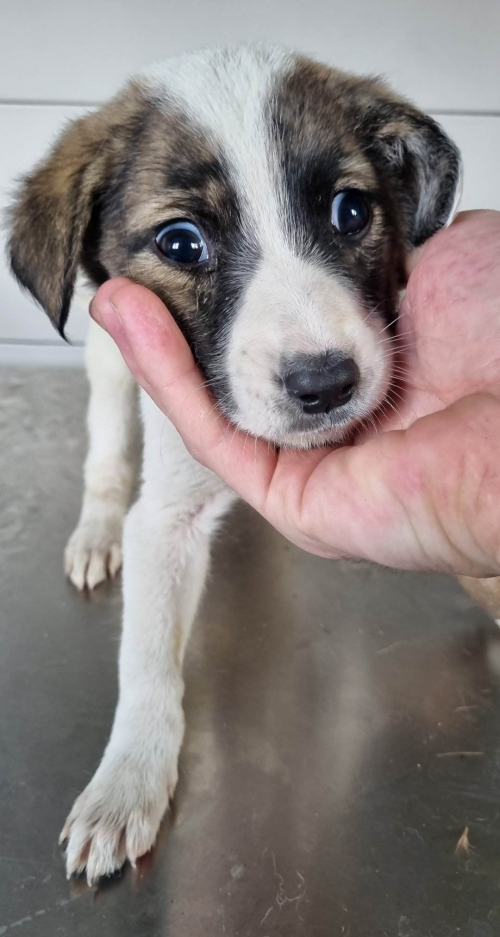 მეტისი ახალციხე