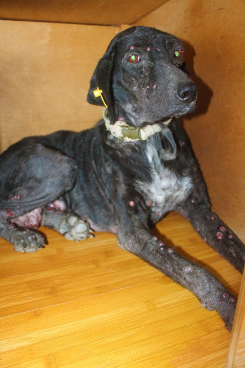 მეტისი უსახელო