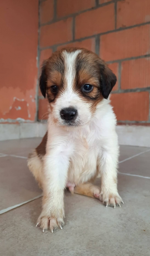 მეტისი ავლაბარი