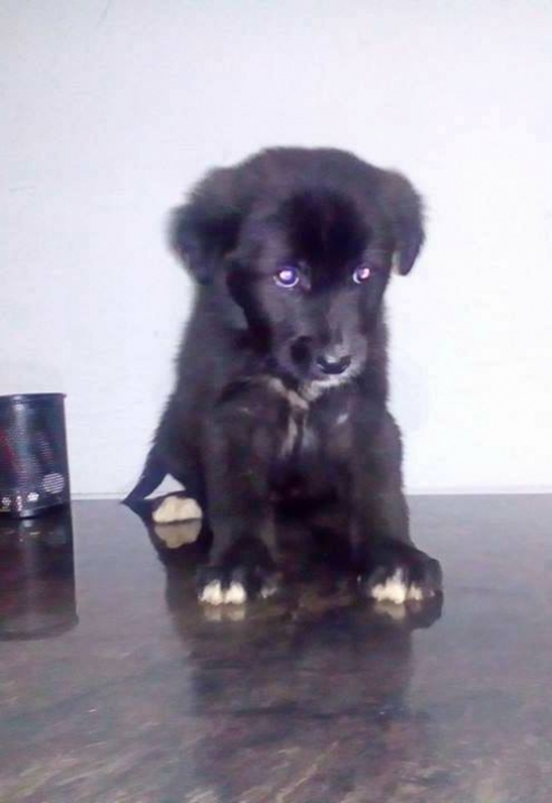 მეტისი უსახელო