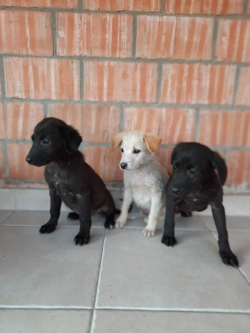 მეტისი უსახელო