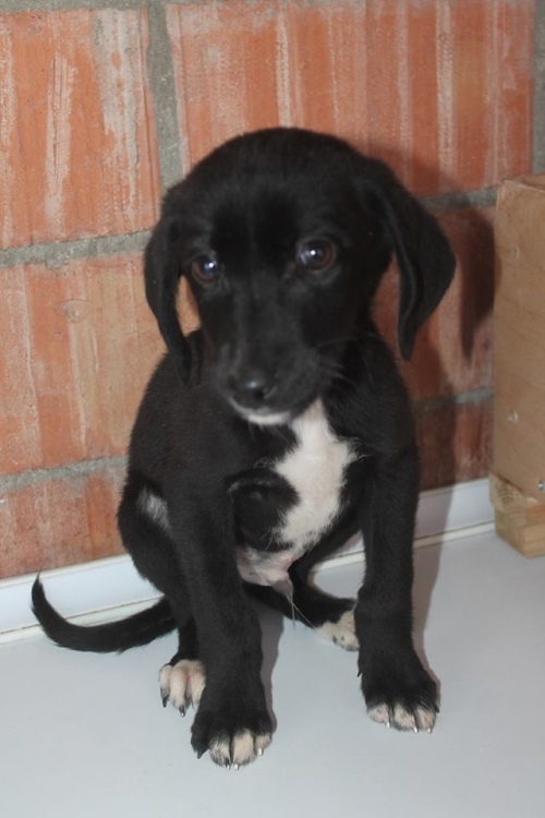 მეტისი უსახელო