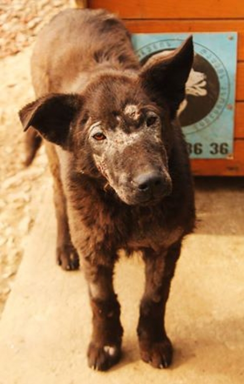 მეტისი უსახელო