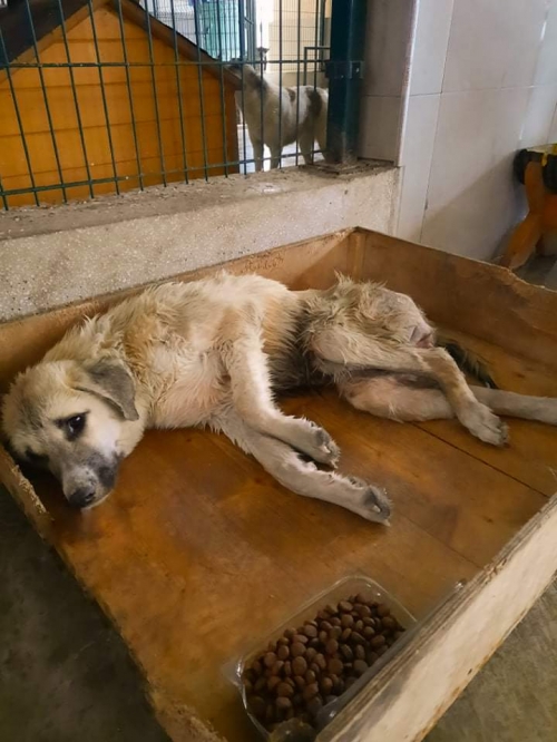 მეტისი ჩამოიყვანეს წილკანიდან