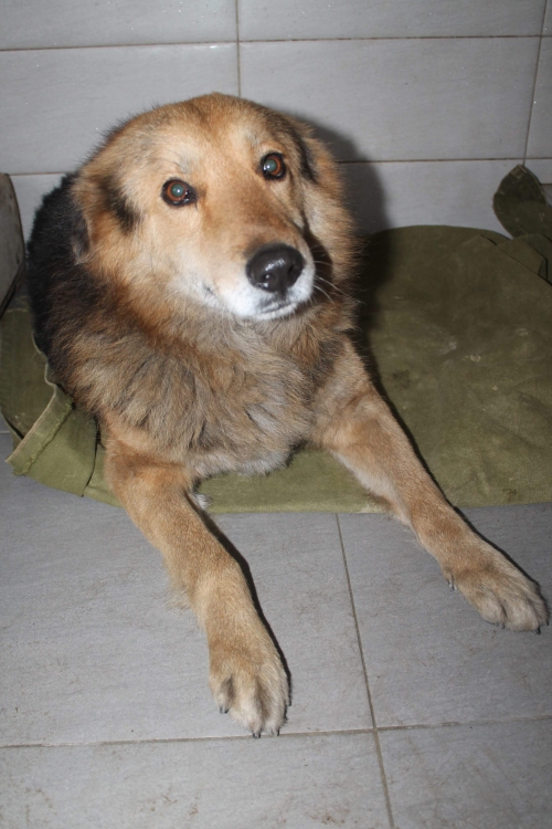 მეტისი ცუგო