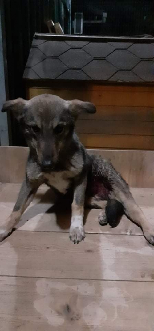 მეტისი უსახელო