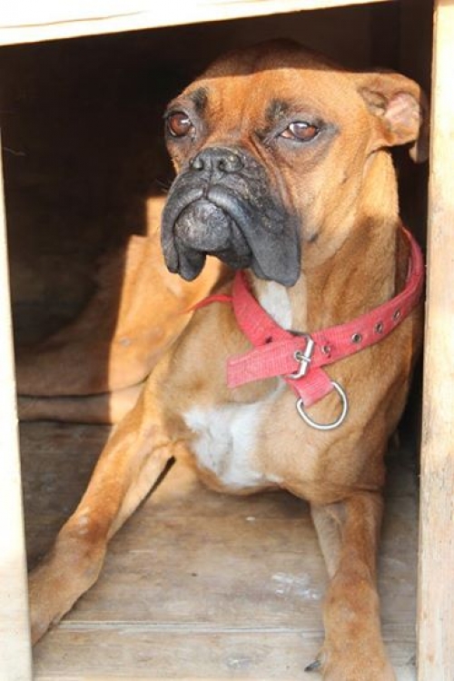 ბოქსიორი ჯესი