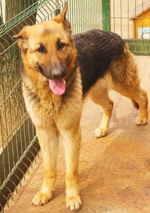 გერმანული ნაგაზი ჯესი