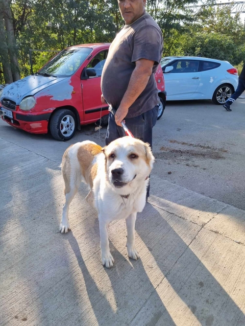 ქართული ნაგაზი გადმოყვანილია მუნიციპალური თავშესაფრიდან