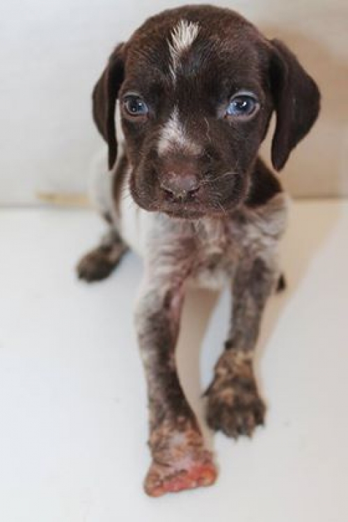 კურცხაარი უსახელო