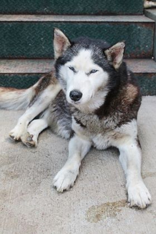 ლაიკა უსახელო