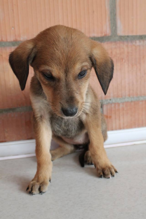 მეტისი უსახელო