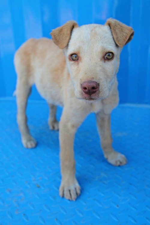 მეტისი უსახელო