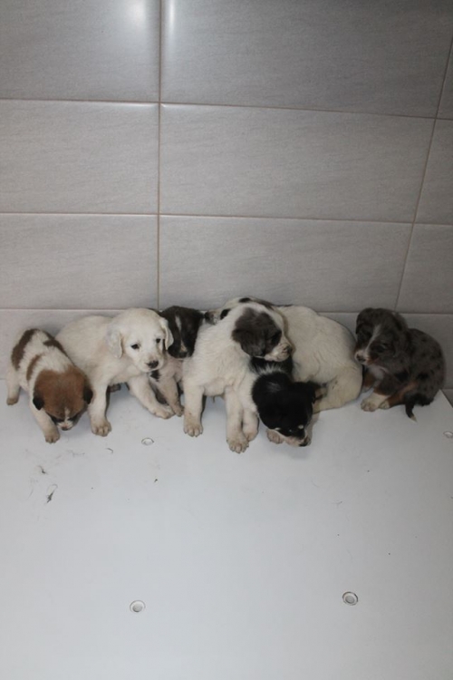 მეტისის ლეკვები უსახელო