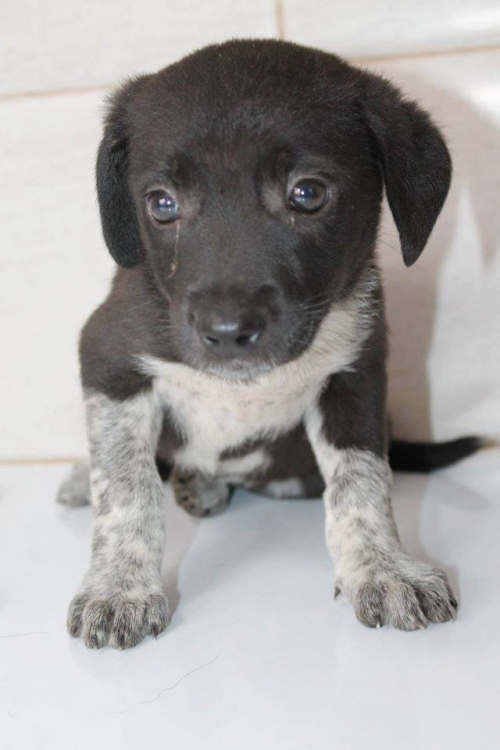 მეტისი უსახელო