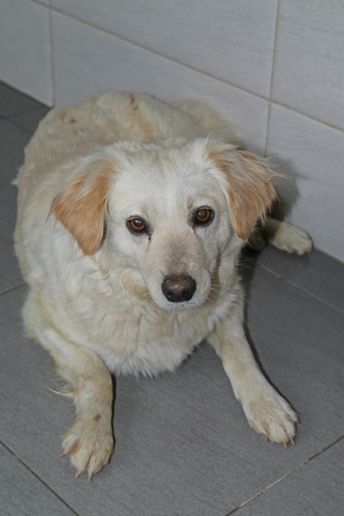 მეტისი უსახელო