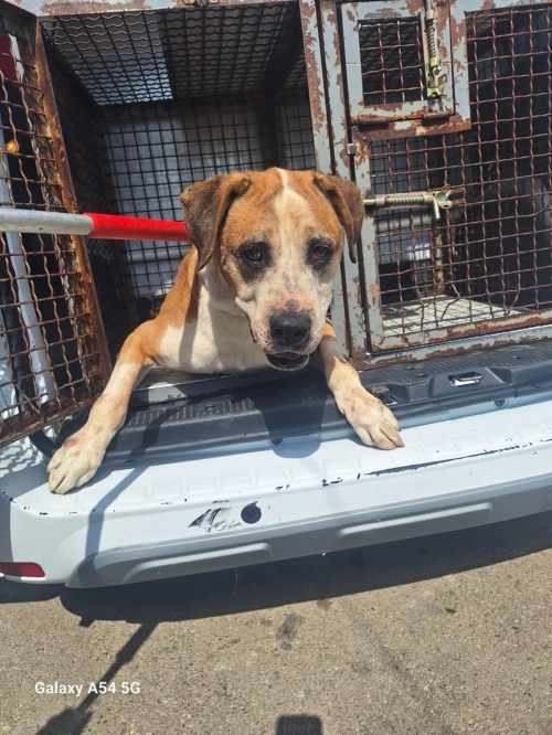 ქართული ქოფაკი შინდისის მონასტერი