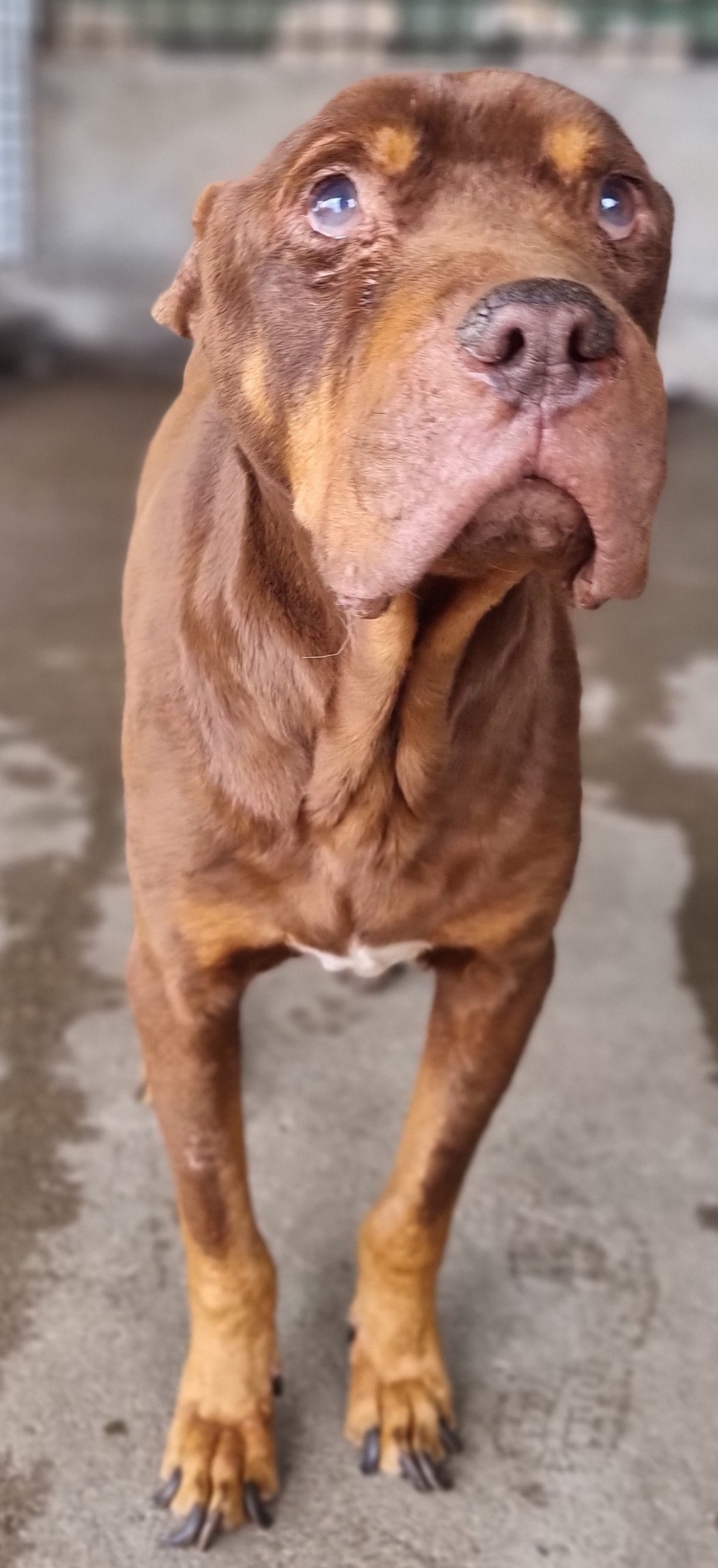 პიტბული. ტაისონა