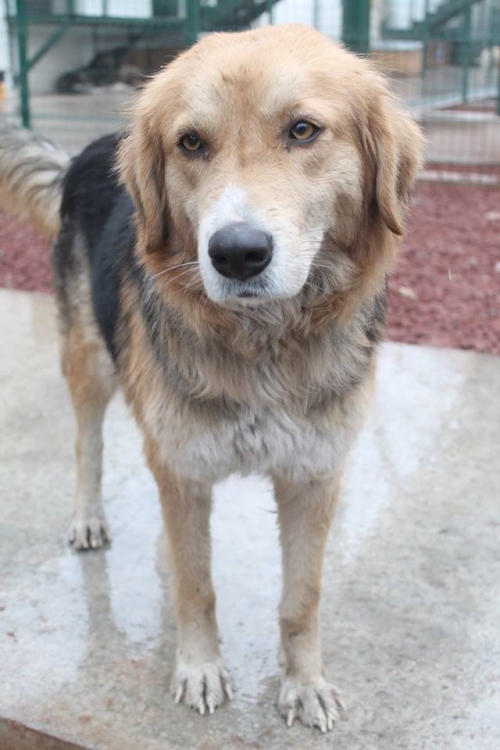 მეტისი უსახელო