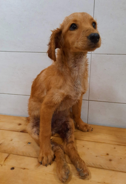 მეტისი უსახელო