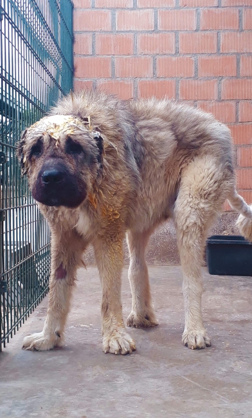 ქართული ნაგაზი ლომა