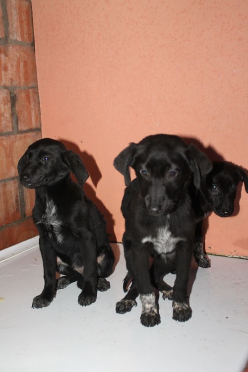 მეტისის ლეკვები უსახელო