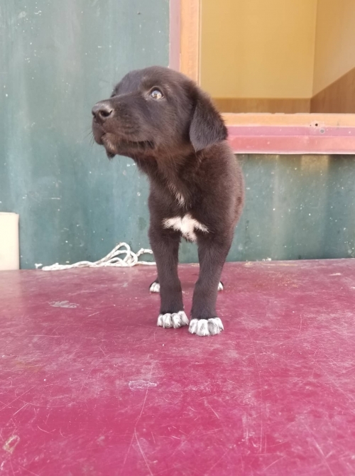 მეტისი თბილისის ზღვაზე ნაპოვნი