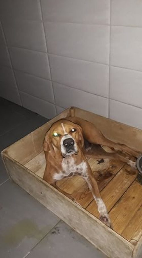 პოინტერი უსახელო