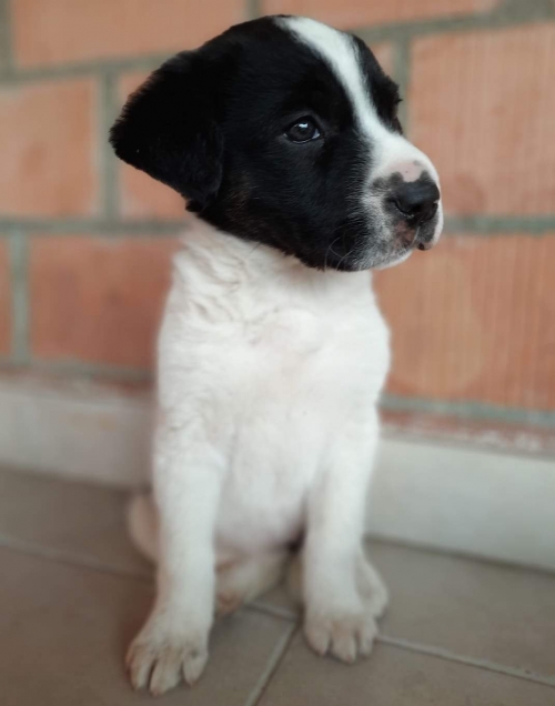 მეტისი თბილისის ზღვა