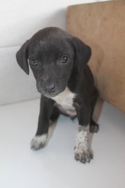 მეტისი უსახელო