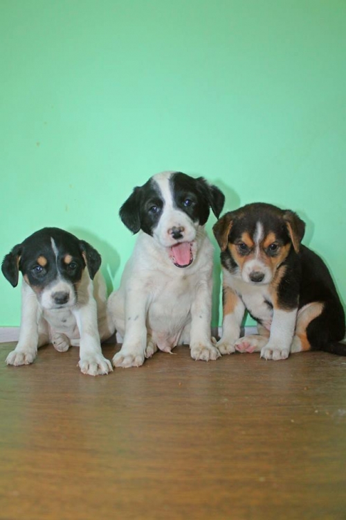 მეტისის ლეკვები უსახელო