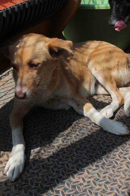 მეტისი უსახელო