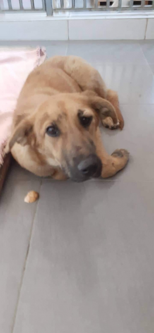 მეტისი უსახელო