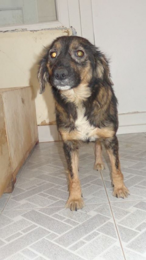 მეტისი უსახელო