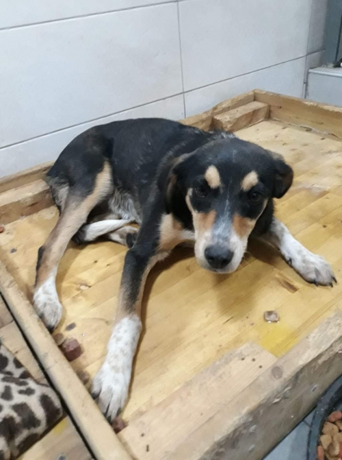 მეტისი უსახელო