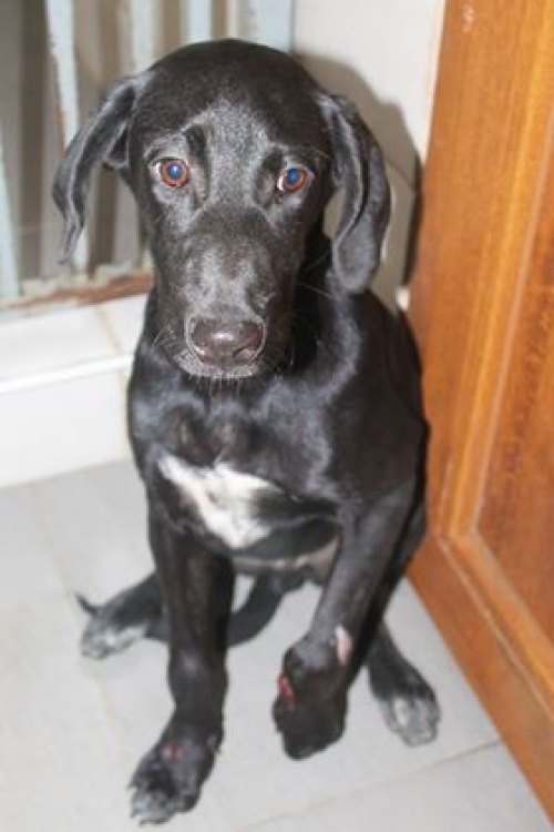 მეტისი უსახელო