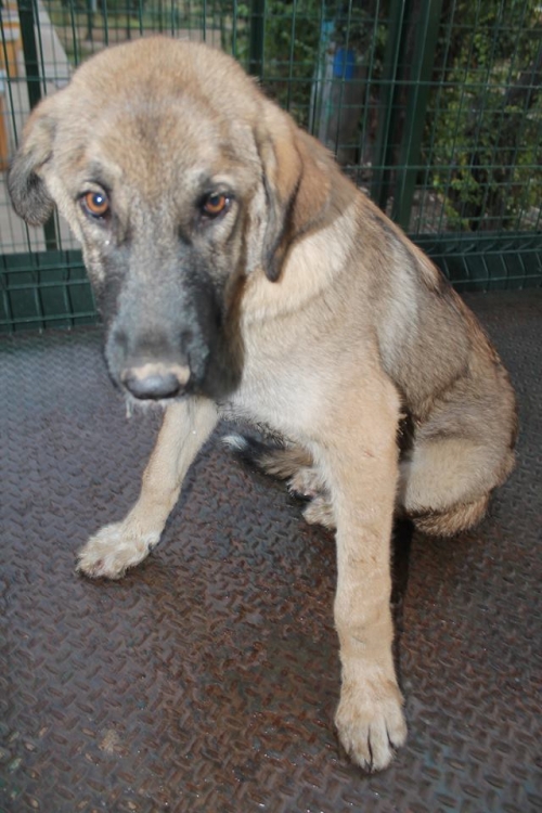 მეტისი ჯეიმსი