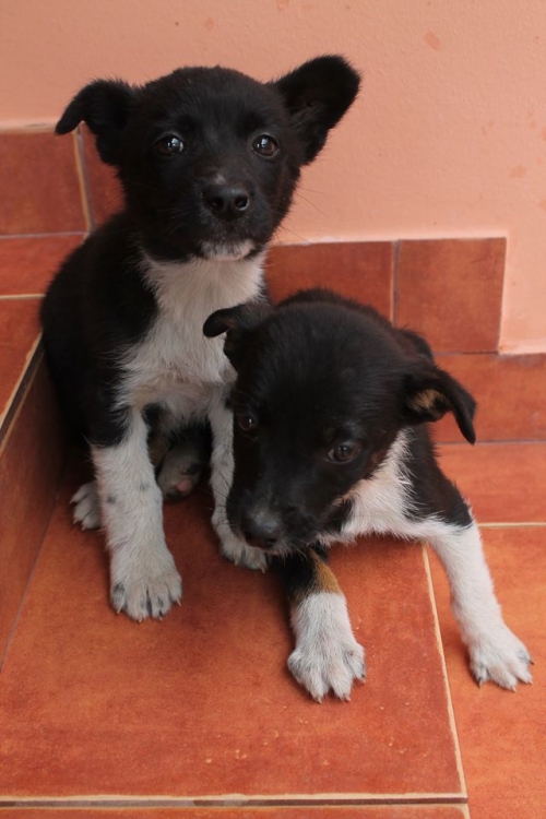 მეტისის ლეკვები უსახელო