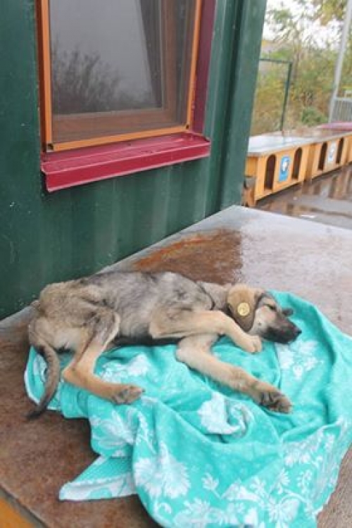 მეტისი უსახელო