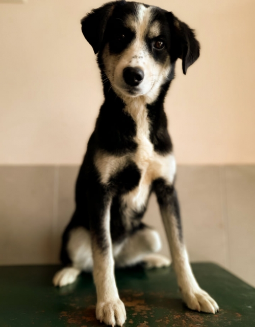 მეტისი დელისი