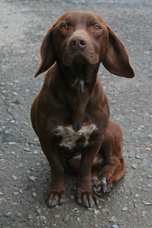 კურცხაალის მეტისი უსახელო