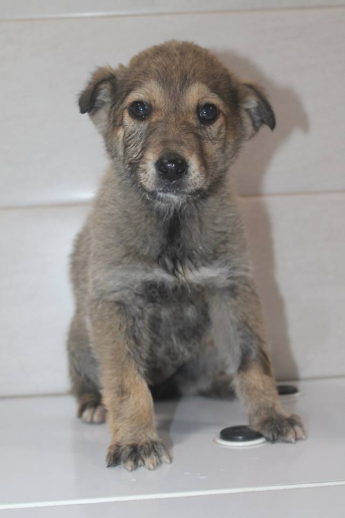 მეტისი უსახელო