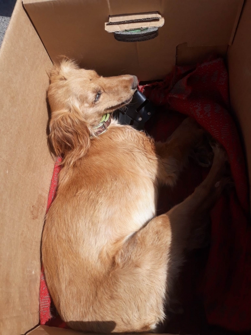 მეტისი გორი