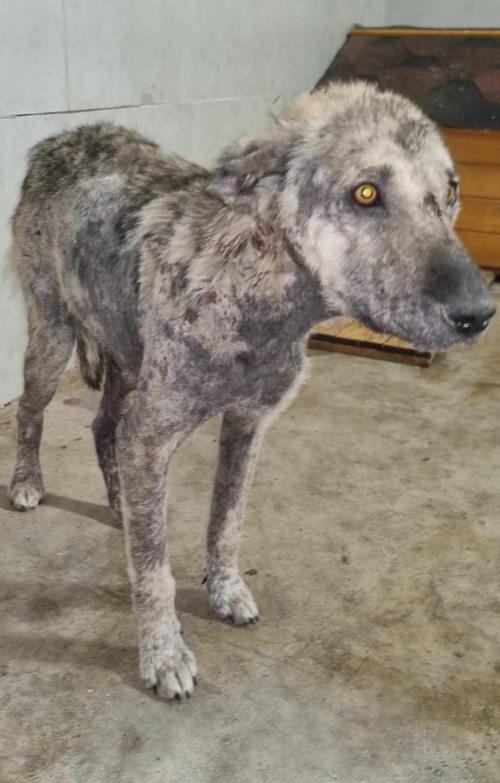 მეტისი ჩააბარა აკიმი ფრანგი აქლემების პატრონი