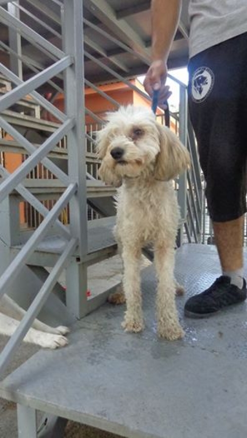 ბალონკა უსახელო