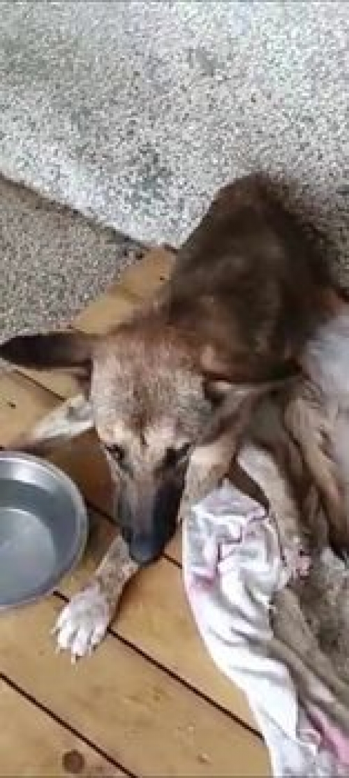 მეტისი წნორი