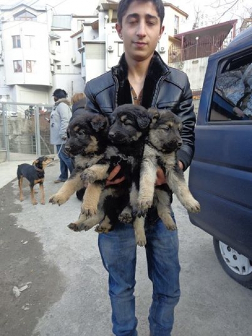 გერმანული ნაგაზის მეტისი უსახელოები