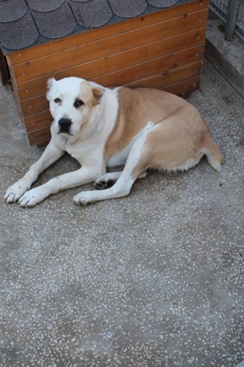 ქართული ნაგაზი უსახელო