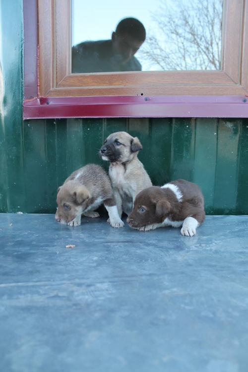 მეტისის ლეკვები უსახელო